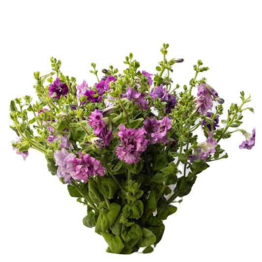 Italian Petunia Grandiflora Alegra Mix F1 | Cut Flower | Pelleted therapyofflowers.com