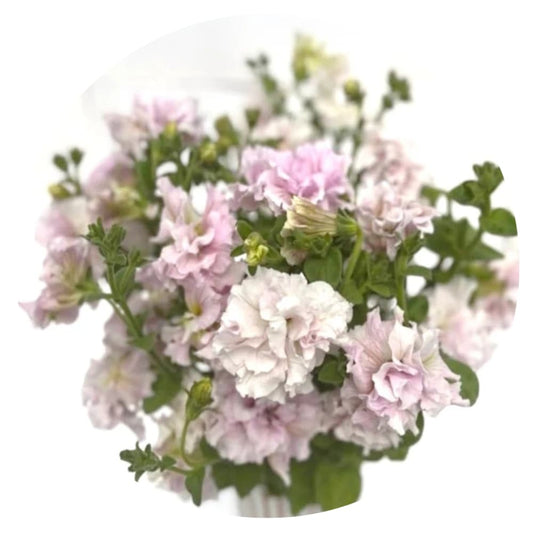 Italian Petunia Grandiflora Alegra Orchid Vein F1 | Petunia for Cutting | Pelleted therapyofflowers.com