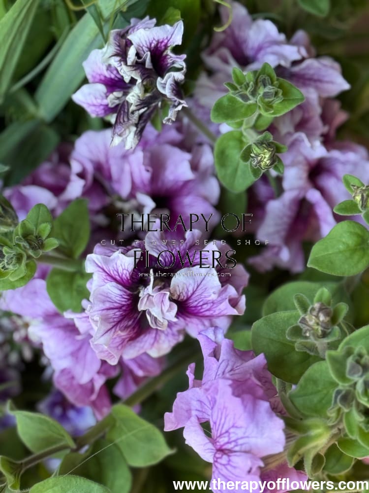 Italian Petunia Hybrida Allegra Mix F1 | Petunia Grandiflora | Petunia for Cutting therapyofflowers.com