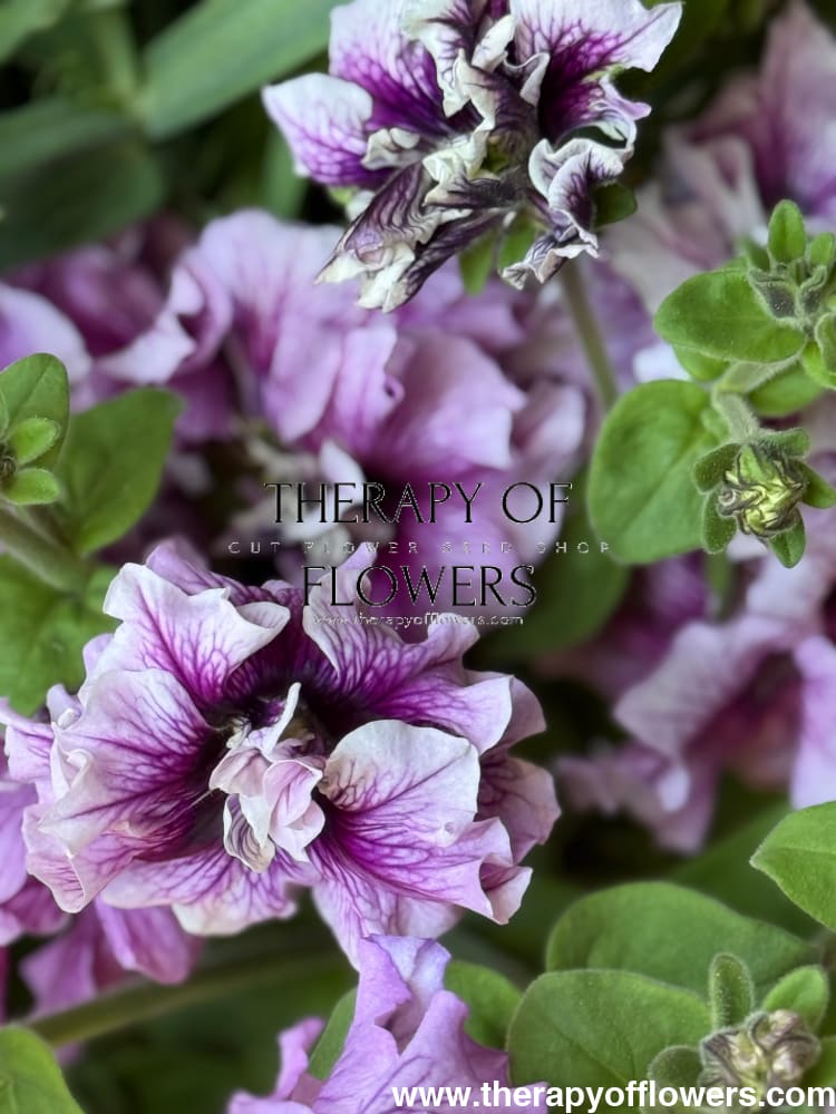 Italian Petunia Hybrida Allegra Mix F1 | Petunia Grandiflora | Petunia for Cutting therapyofflowers.com