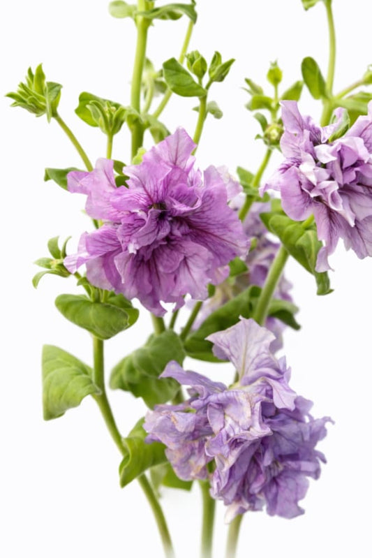 Italian Petunia Hybrida Allegra Mix F1 | Petunia Grandiflora | Petunia for Cutting - 20 seeds / Pelleted / Colorful mix