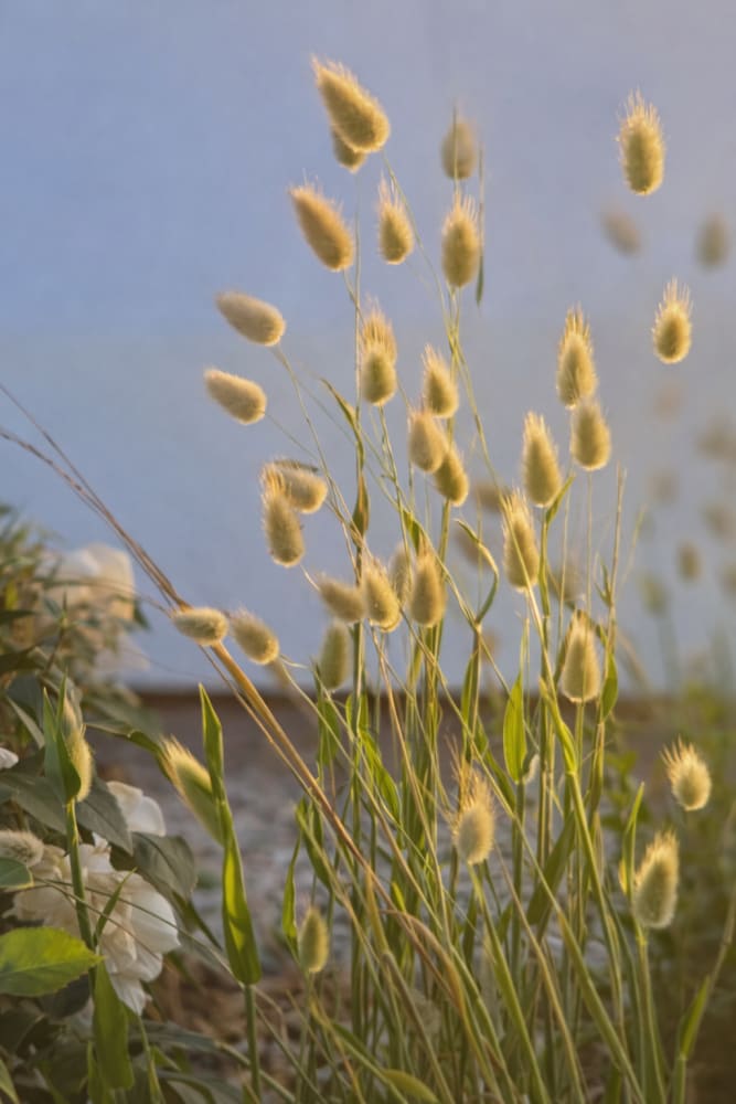 Lagurus ovatus Bunny | Bunny Tail Grass - 50 seeds / Grown as an annual / 35 cm - seeds