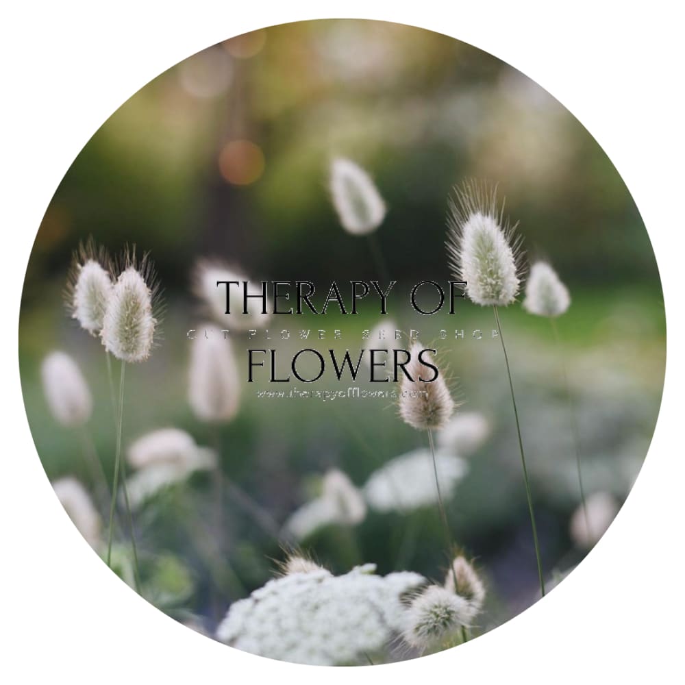 Lagurus ovatus Bunny therapyofflowers.com