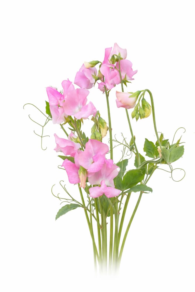 Lathyrus odoratus Solstice Salmon MIX therapyofflowers.com