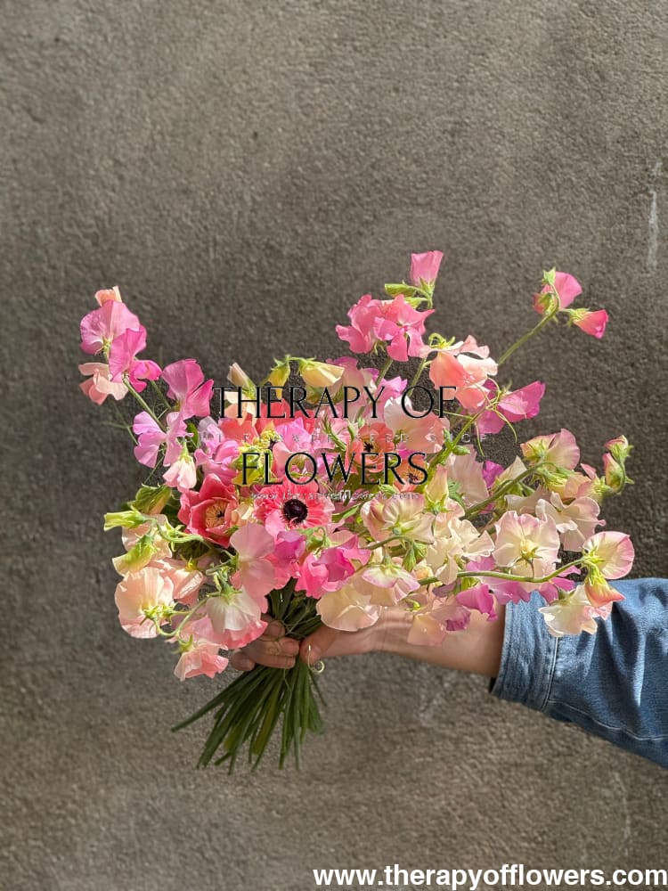 Lathyrus odoratus Solstice Salmon MIX therapyofflowers.com