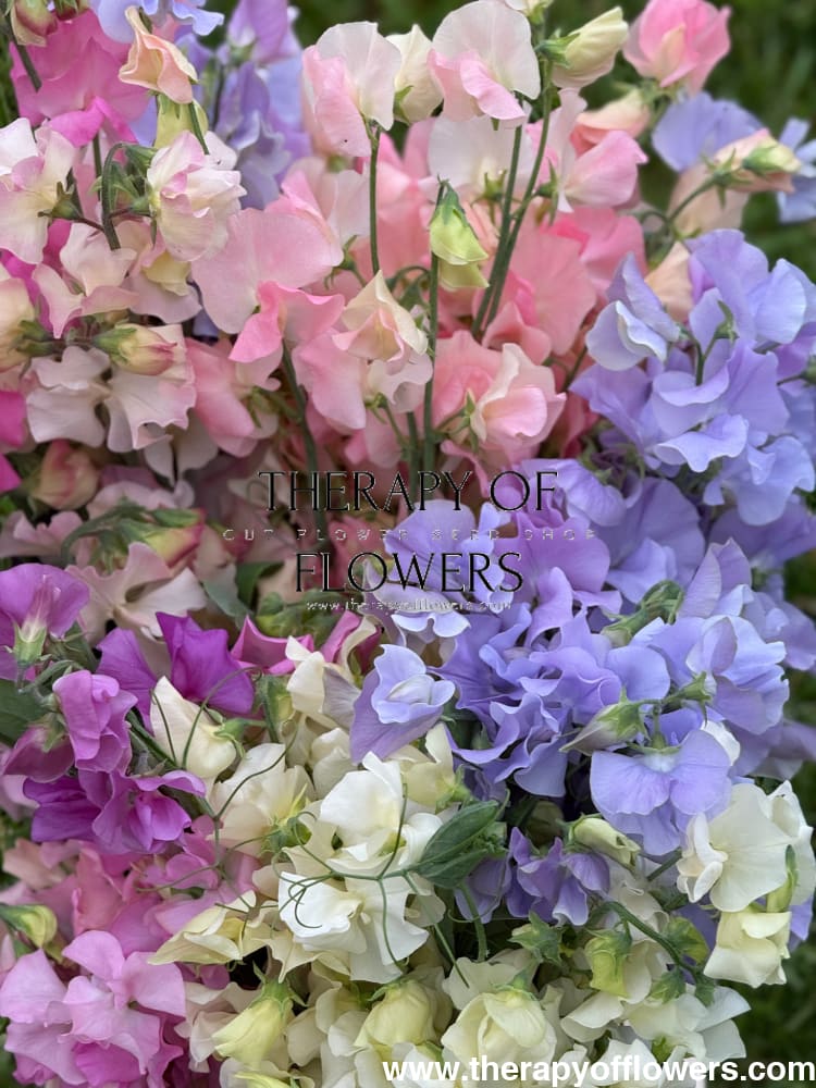 Lathyrus odoratus Spring Sunshine Champagne | Sweet Pea therapyofflowers.com