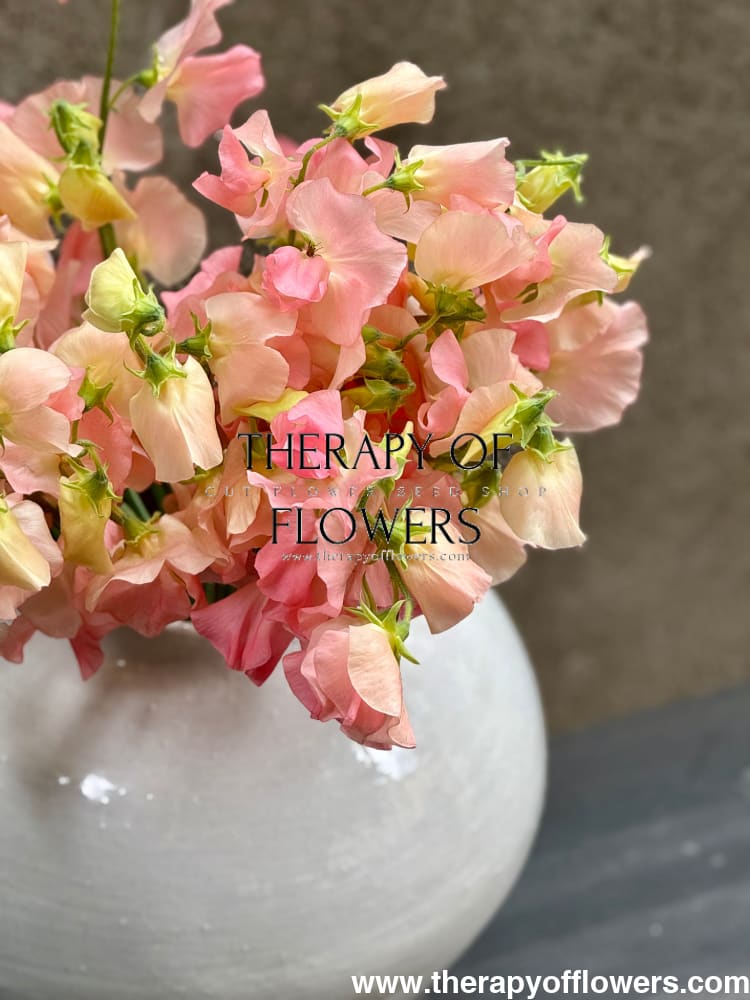 Lathyrus odoratus Spring Sunshine Champagne therapyofflowers.com