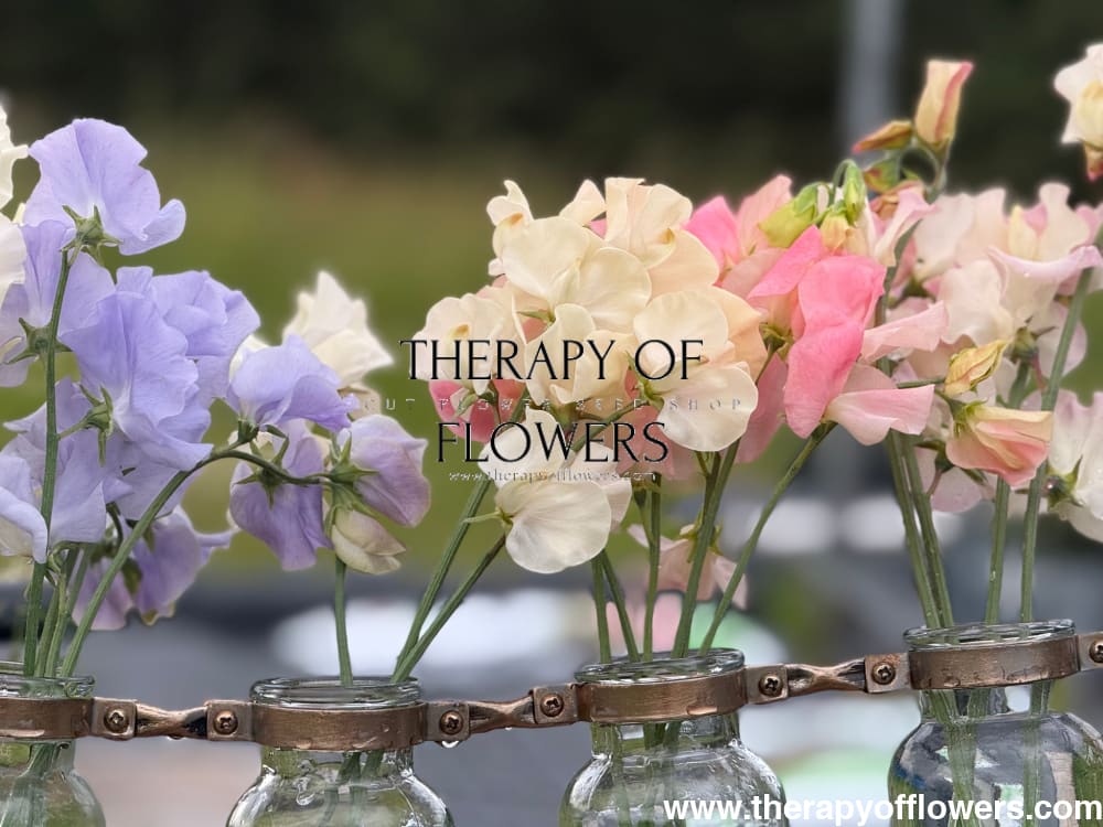 Lathyrus odoratus Spring Sunshine Champagne | Sweet Pea therapyofflowers.com