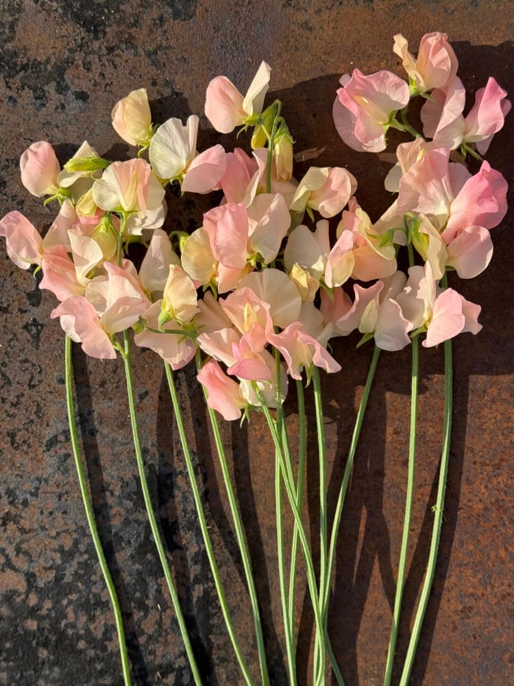 Lathyrus odoratus Spring Sunshine Champagne | Sweet Pea therapyofflowers.com