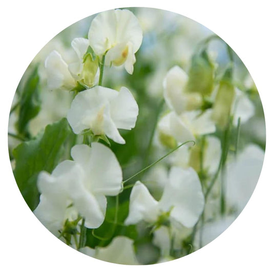 Lathyrus odoratus Spring Sunshine Cream therapyofflowers.com