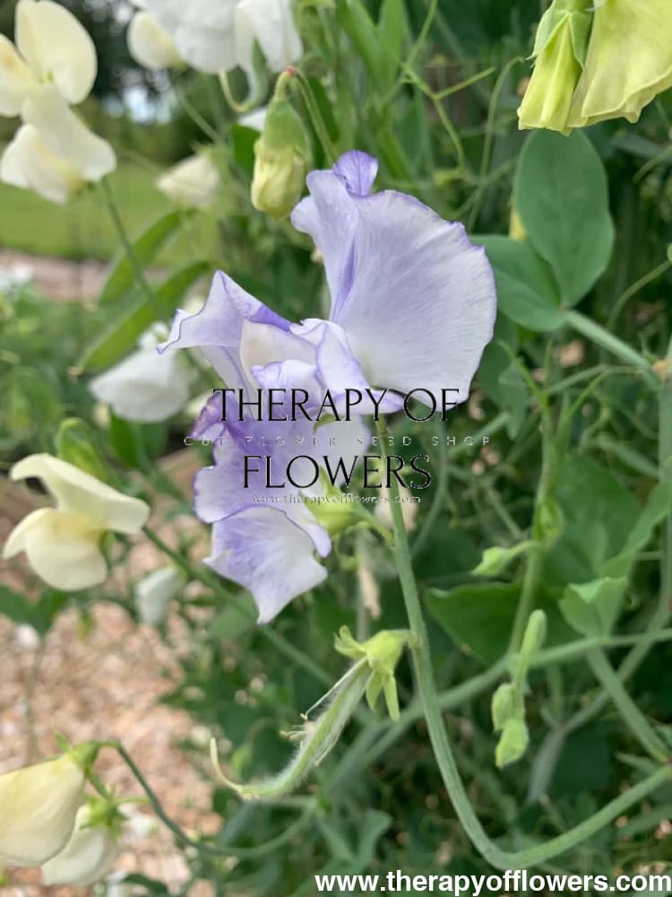 Lathyrus odoratus Spring Sunshine Light Blue therapyofflowers.com