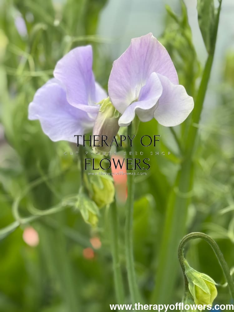 Lathyrus odoratus Spring Sunshine Light Blue therapyofflowers.com