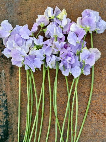 Lathyrus odoratus Spring Sunshine Light Blue therapyofflowers.com