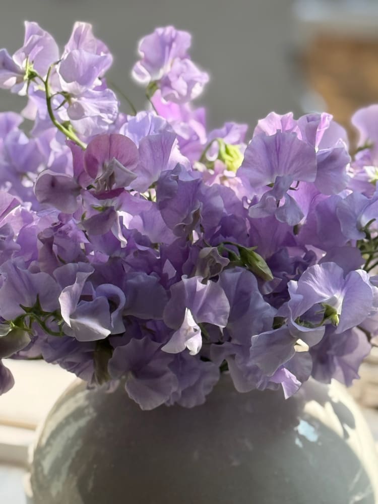 Lathyrus odoratus Spring Sunshine Light Blue therapyofflowers.com