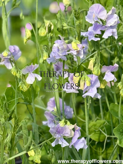 Lathyrus odoratus Spring Sunshine Light Blue therapyofflowers.com
