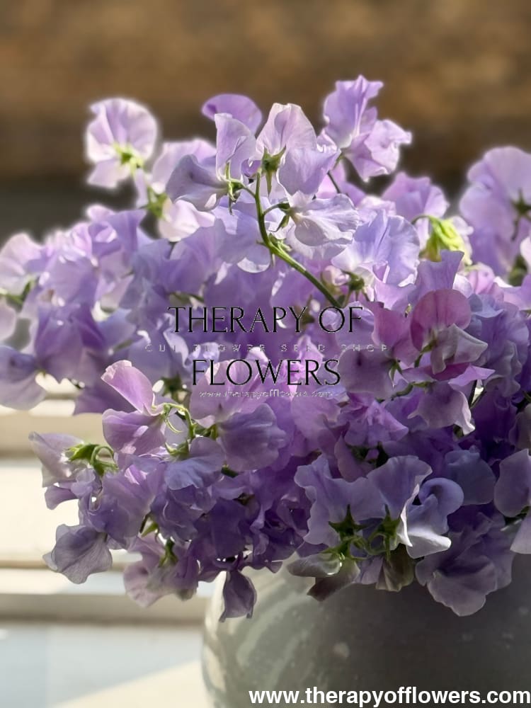 Lathyrus odoratus Spring Sunshine Light Blue therapyofflowers.com