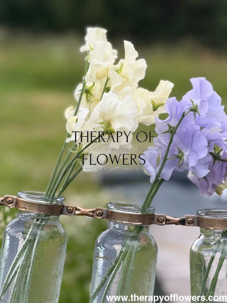 Lathyrus odoratus Spring Sunshine Light Blue therapyofflowers.com