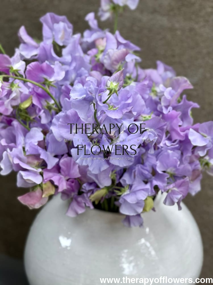 Lathyrus odoratus Spring Sunshine Light Blue therapyofflowers.com