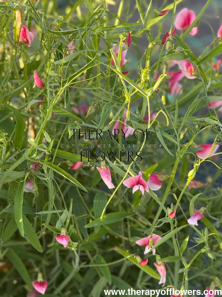 Lathyrus tingitanus Roseus | Tangier pea therapyofflowers.com