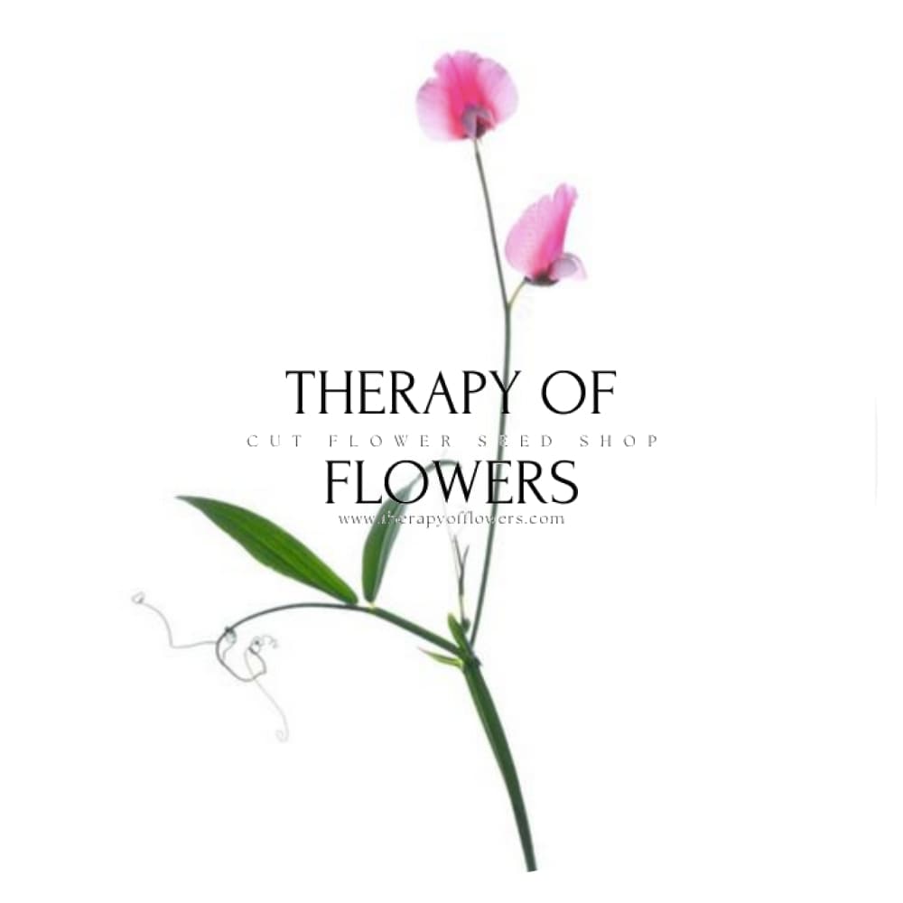Lathyrus tingitanus Roseus therapyofflowers.com