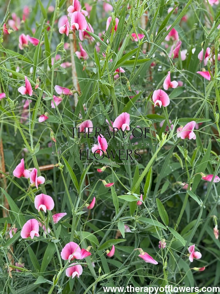 Lathyrus tingitanus Roseus | Tangier pea therapyofflowers.com