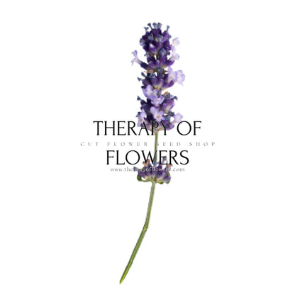 Lavandula angustifolia Chill-Out Blue | English Lavender (Copy) therapyofflowers.com