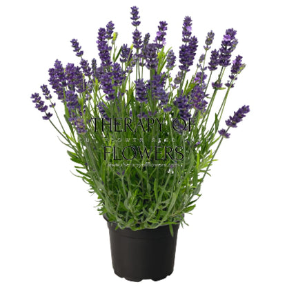 Lavandula angustifolia Chill-Out Blue | English Lavender (Copy) therapyofflowers.com