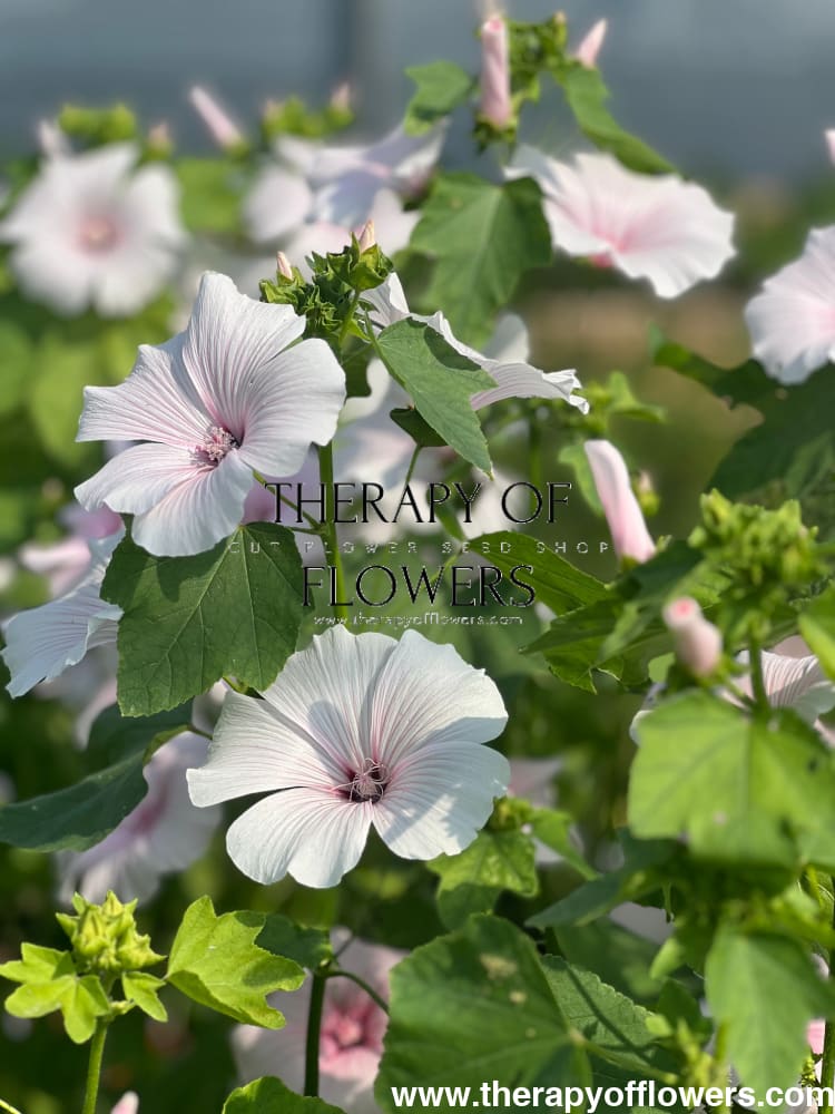 Lavatera 'Silver Blush' therapyofflowers.com