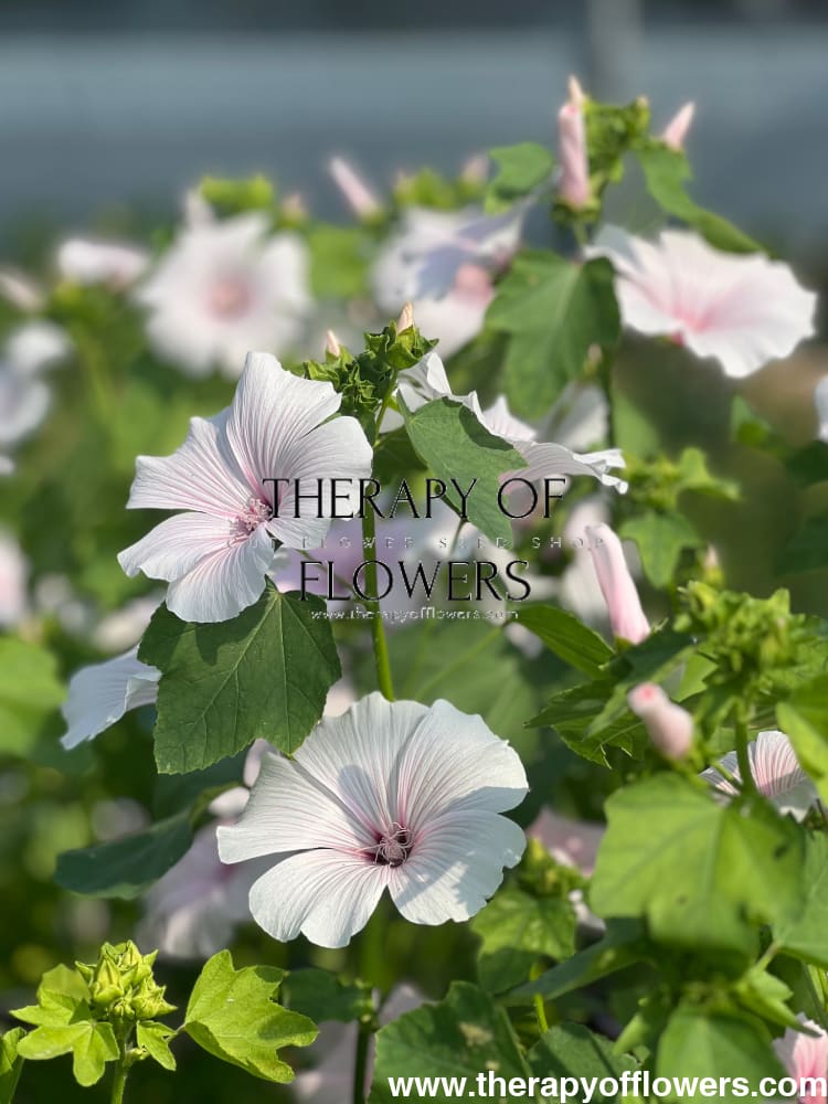 Lavatera 'Silver Blush' therapyofflowers.com