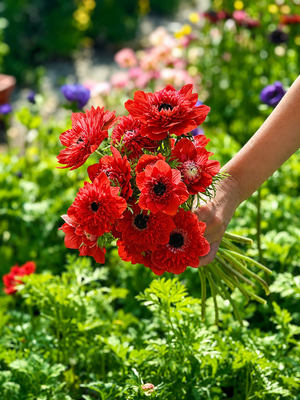 Anemone Levante® Rosa | Double Pink Italian Anemone for Spring