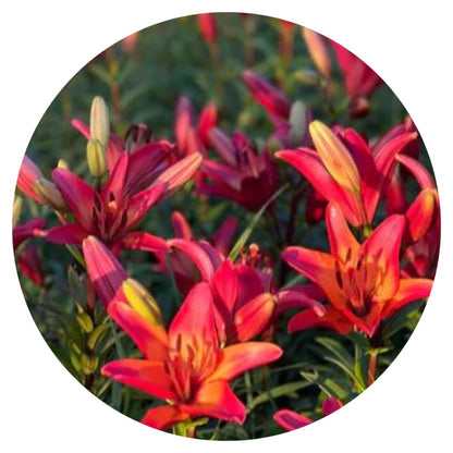 Lilium longiflorum asiatic Royal Sunset (LA) therapyofflowers.com