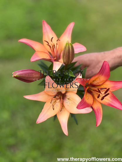 Lilium longiflorum asiatic Royal Sunset (LA) therapyofflowers.com