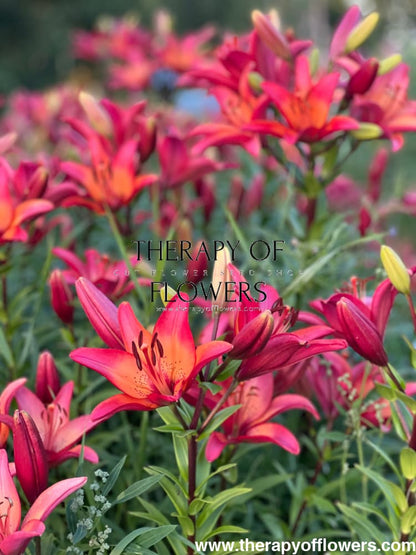 Lilium longiflorum asiatic Royal Sunset (LA) therapyofflowers.com