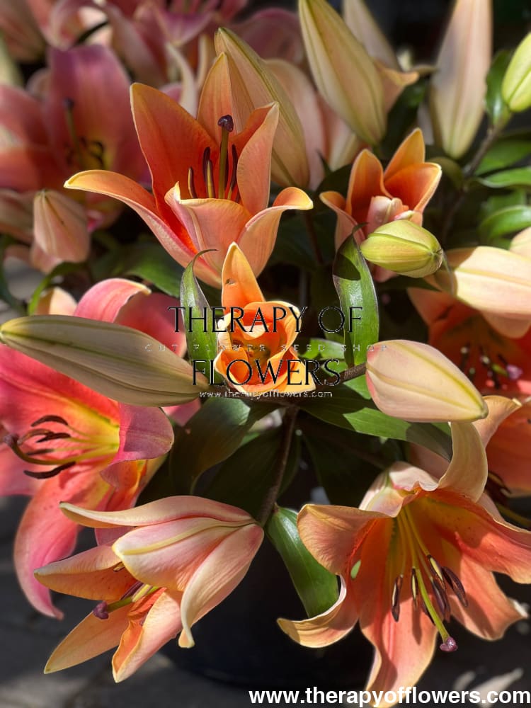 Lilium longiflorum x oriental hybrid Lily Zelmira (OT) therapyofflowers.com