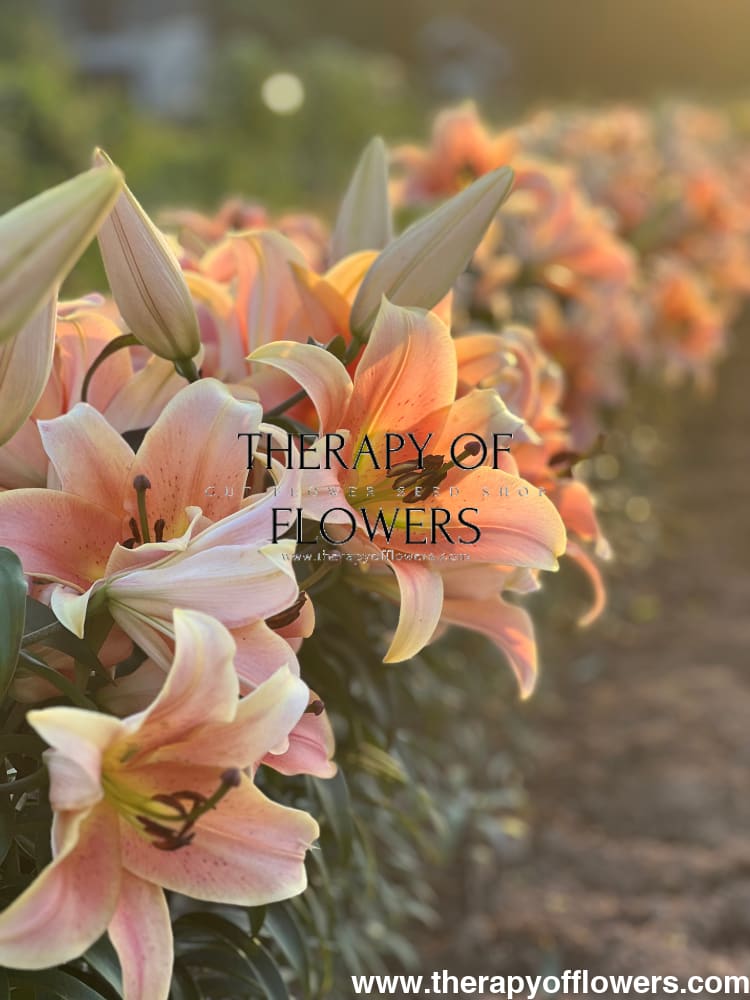 Lilium longiflorum x oriental hybrid Lily Zelmira (OT) therapyofflowers.com
