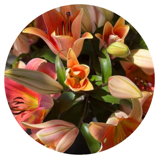 Lilium longiflorum x oriental hybrid Lily Zelmira (OT) therapyofflowers.com