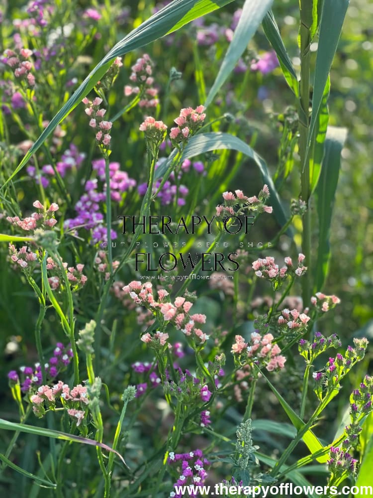 Limonium QIS® Apricot.