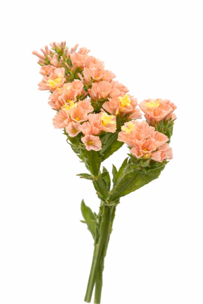 Limonium sinuatum QIS® Apricot | Statice - 20 seeds / 50–75cm / Apricot - Seeds