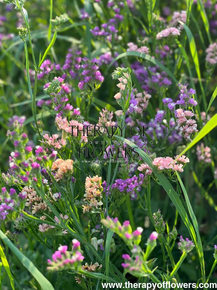 Limonium QIS® Apricot.