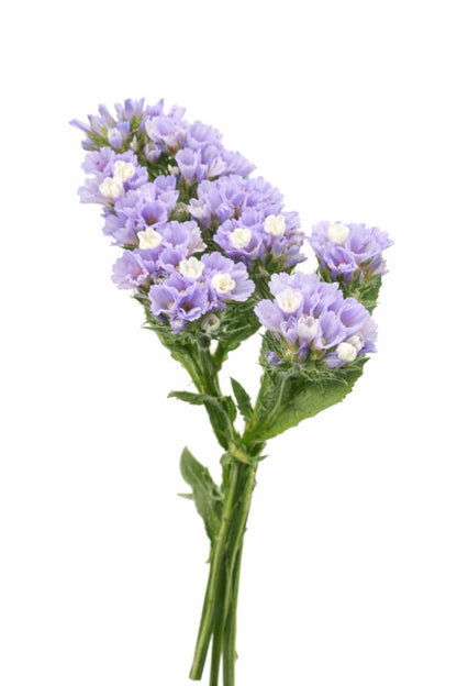 Limonium sinuatum QIS® Lavander | Statice - 20 seeds / 75 - 80 cm - seeds