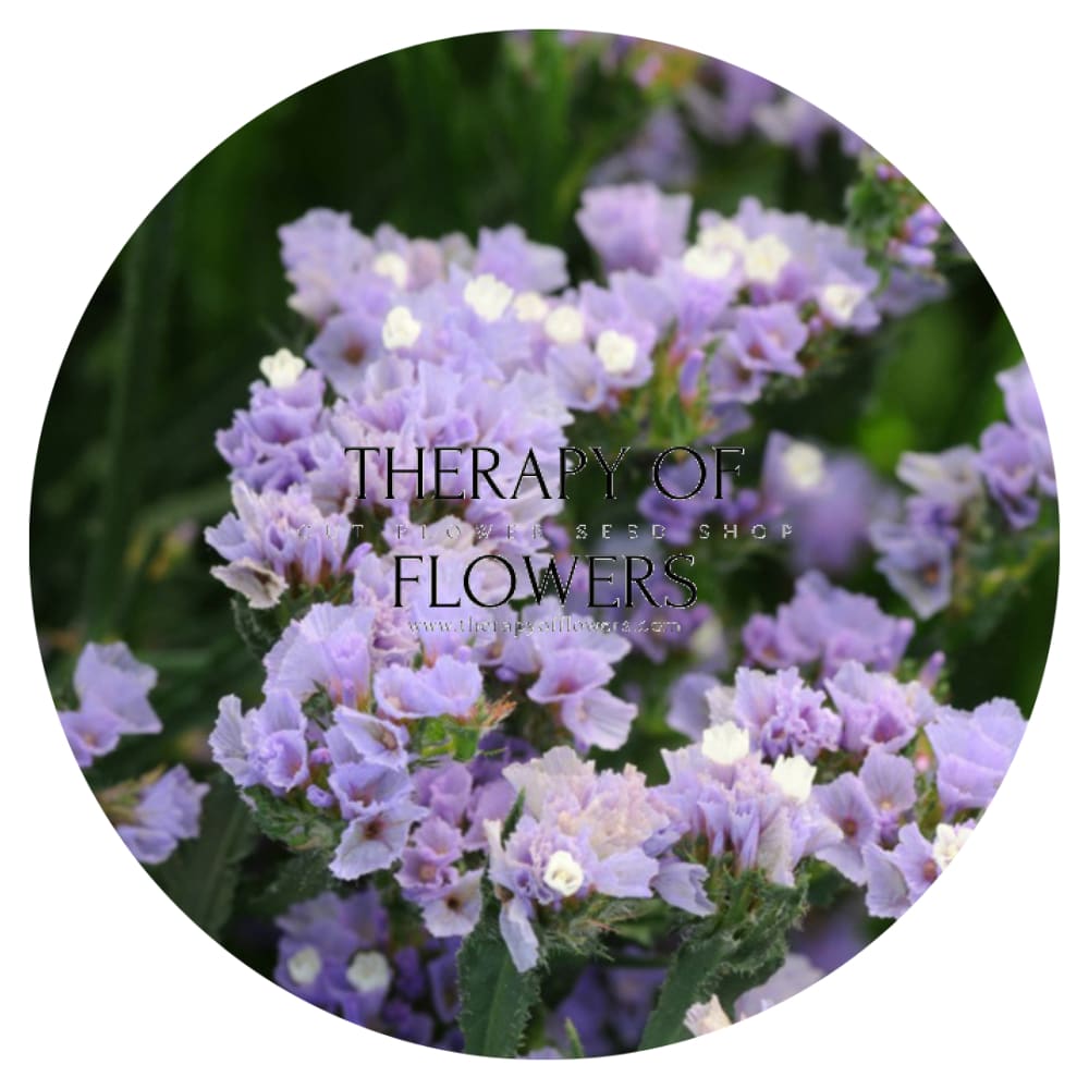 Limonium QIS® Lavander therapyofflowers.com