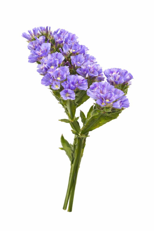 Limonium sinuatum QIS® Pale blue | Statice - 20 seeds / 75 - 80 cm - seeds