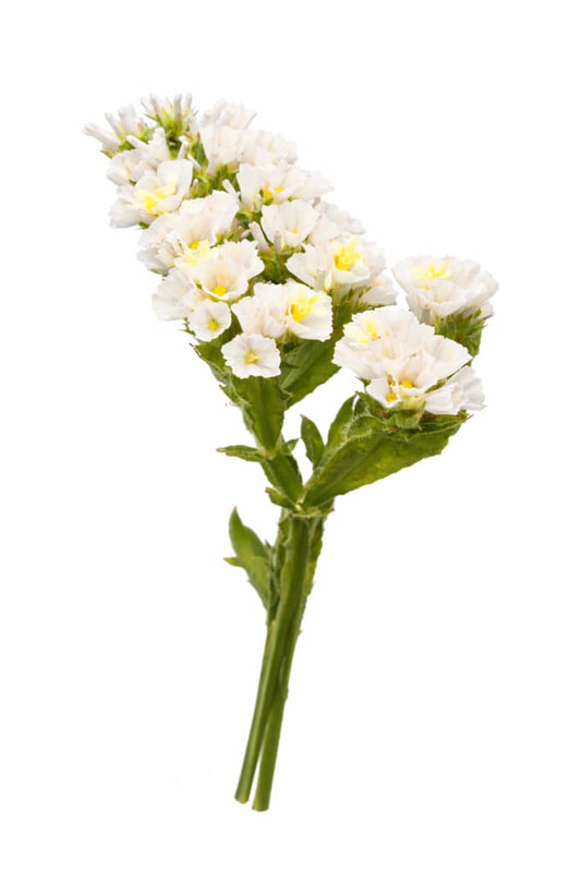 Limonium sinuatum QIS® White | Statice - 20 seeds / 50–75cm / White - Seeds