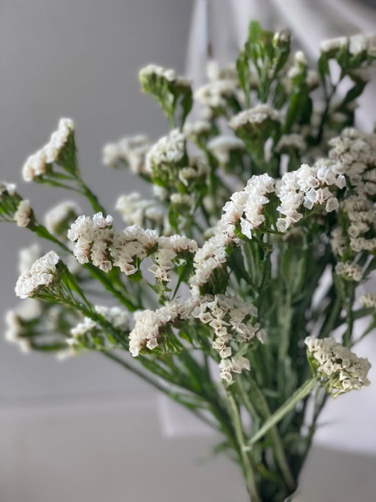 Limonium sinuatum QIS® White | Statice therapyofflowers.com