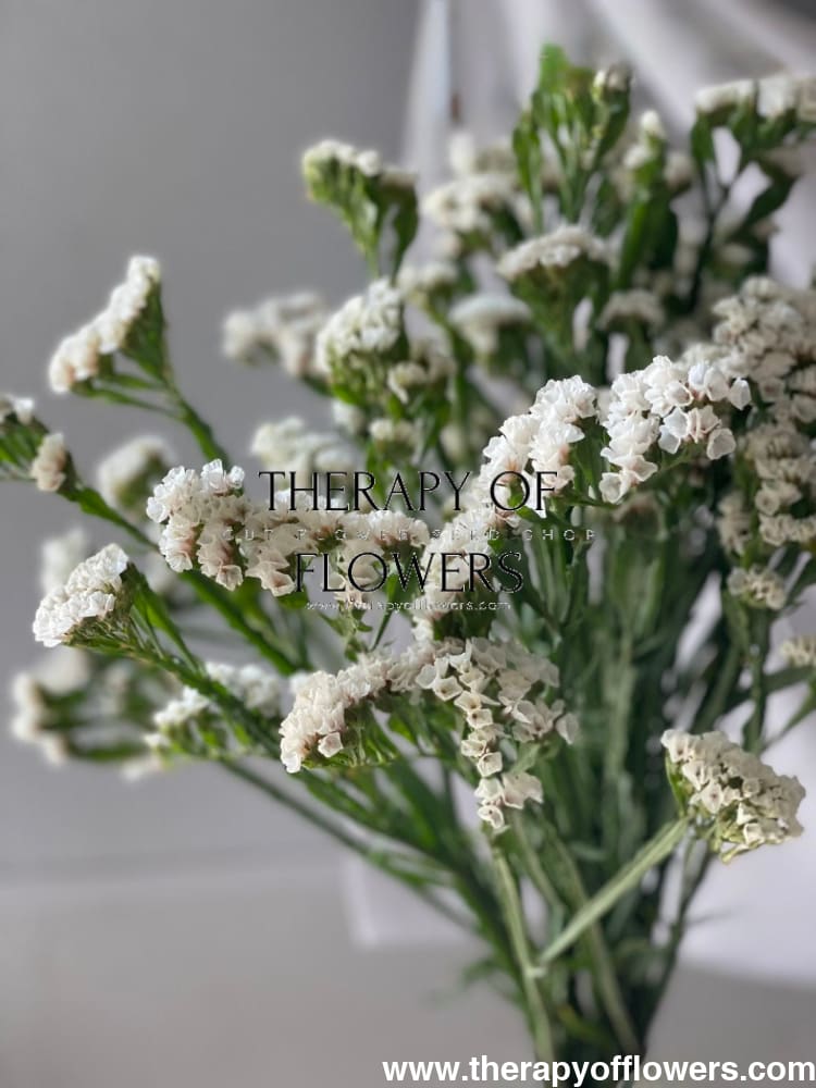 Limonium sinuatum QIS® White | Statice therapyofflowers.com