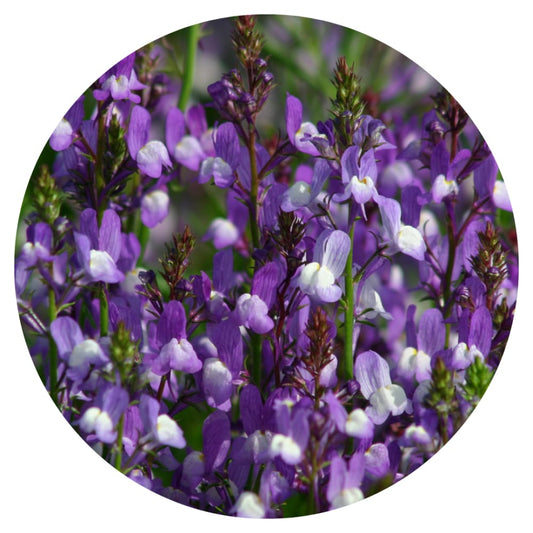 Linaria maroccana Licilia Azure therapyofflowers.com