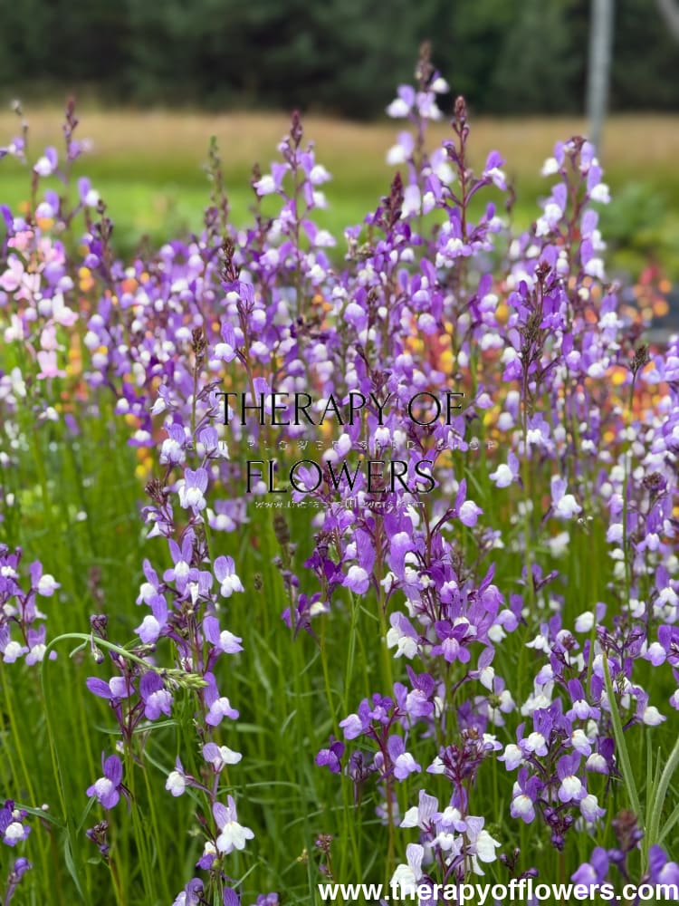 Linaria maroccana Licilia Azure | Toadflax therapyofflowers.com