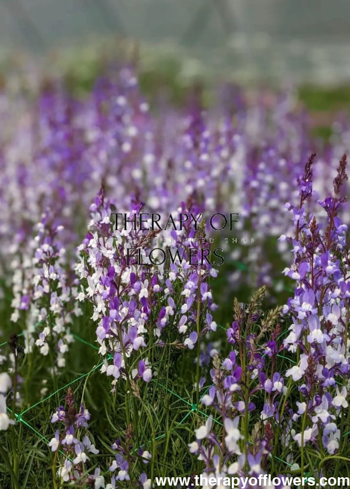 Linaria maroccana Licilia Violet | Toadflax therapyofflowers.com