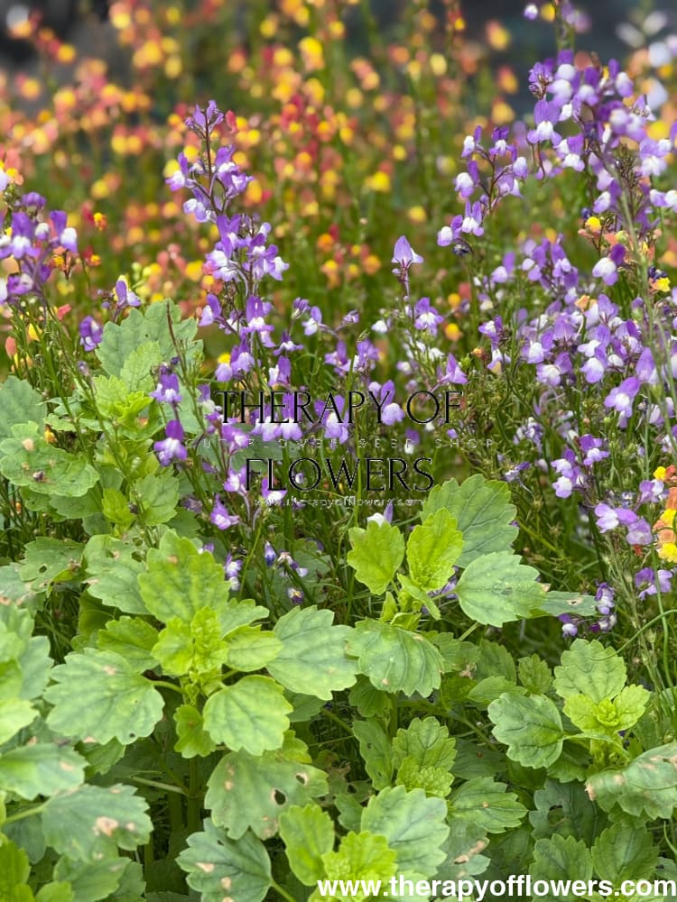 Linaria maroccana Licilia Azure | Toadflax therapyofflowers.com