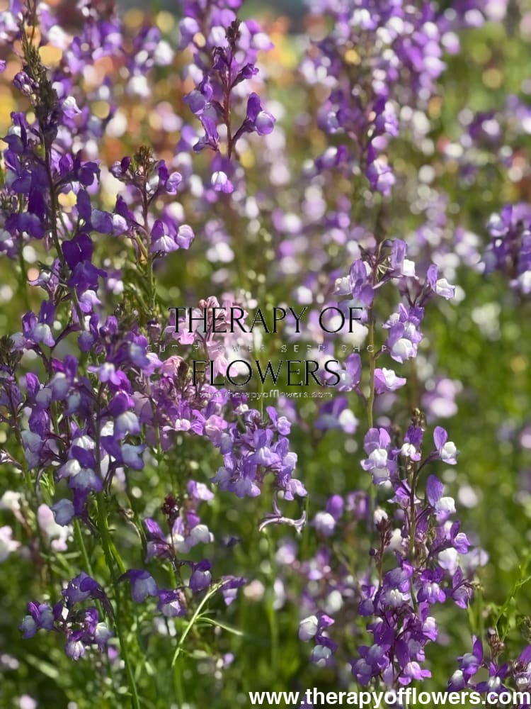 Linaria maroccana Licilia Azure | Toadflax therapyofflowers.com